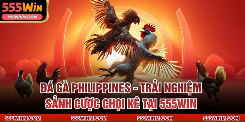 Đá Gà Philippines - Trải Nghiệm Sảnh Cược Chọi Kê Tại 555WIN