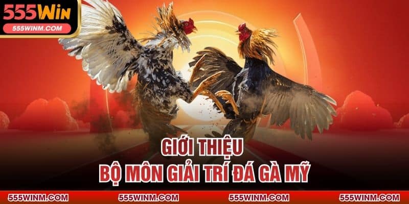 Giới thiệu bộ môn giải trí đá gà Mỹ