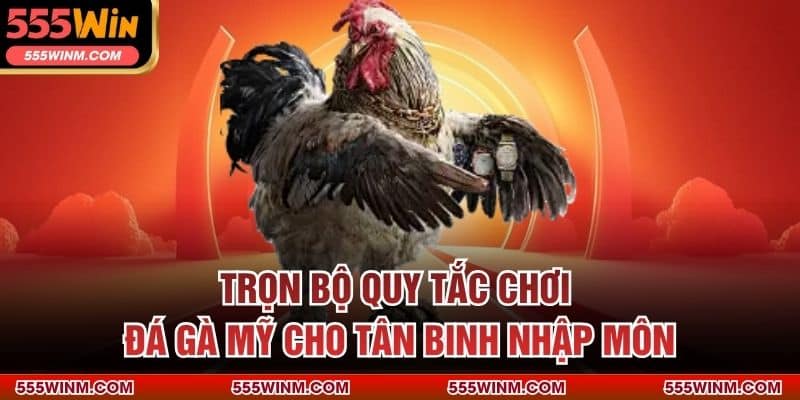 Trọn bộ quy tắc chơi đá gà Mỹ cho tân binh nhập môn